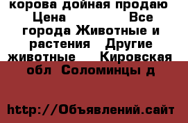 корова дойная продаю › Цена ­ 100 000 - Все города Животные и растения » Другие животные   . Кировская обл.,Соломинцы д.